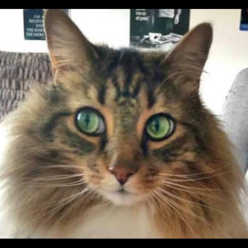 Meet your Posher, Alina